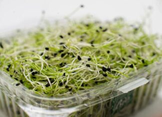 National recall of alfalfa sprouts linked to Salmonella infections