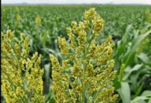 Sorghum pests