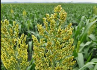 Sorghum pests