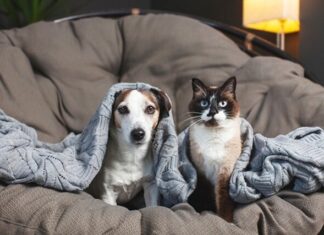 Don’t let fireworks ruin your pet’s New Year’s Eve