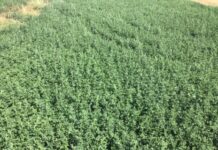 Lucerne growing tips
