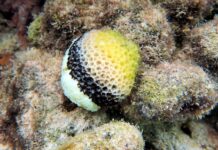 Climate extremes trigger rare coral disease