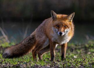Fox control program drives down nest predation