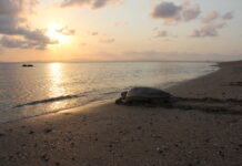 Keep turtles in mind during nesting and hatching seasons