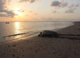 Keep turtles in mind during nesting and hatching seasons