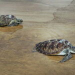 turtles_522069_01