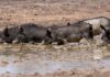 DPI releases feral pigs action plan