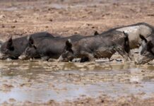 DPI releases feral pigs action plan