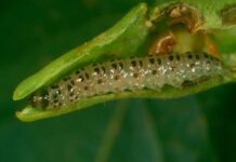 A problem caterpillar in legume crops
