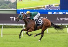 Guineas winner could be Rocky’s best thoroughbred export ever