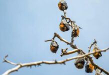 Living with Flying-Fox grants program