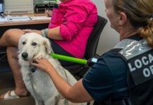 Discount Microchipping Day on offer at Discovery Coast