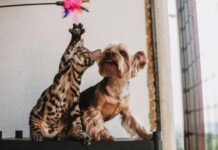 On This Day: National Pet Day!