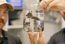 Mangrove Jack fingerlings released into Awoonga Dam