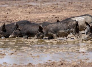 QPWS targets island’s feral pigs